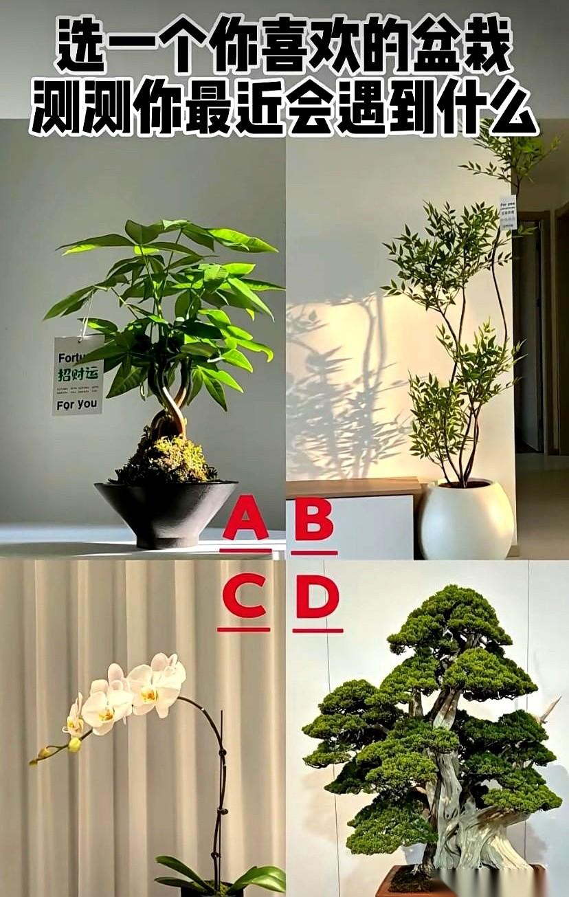 深夜刷到那种心理测试，是不是总忍不住点进去？一张图，九个选项。选个盆栽，测你