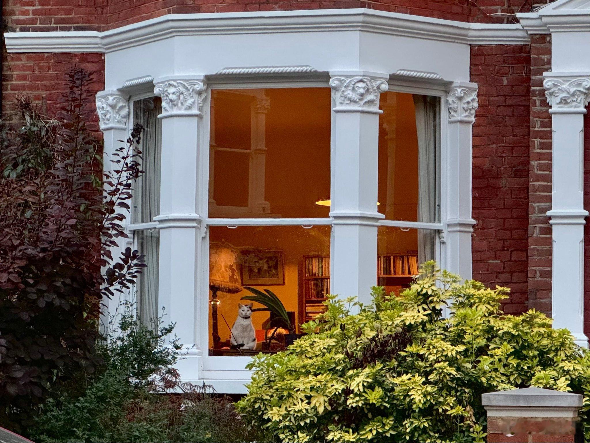 豪华公寓的窗户猫​​​