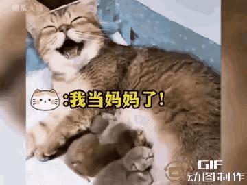 谁没在深夜emo过：下辈子真想当猫狗，再也不当人了！看