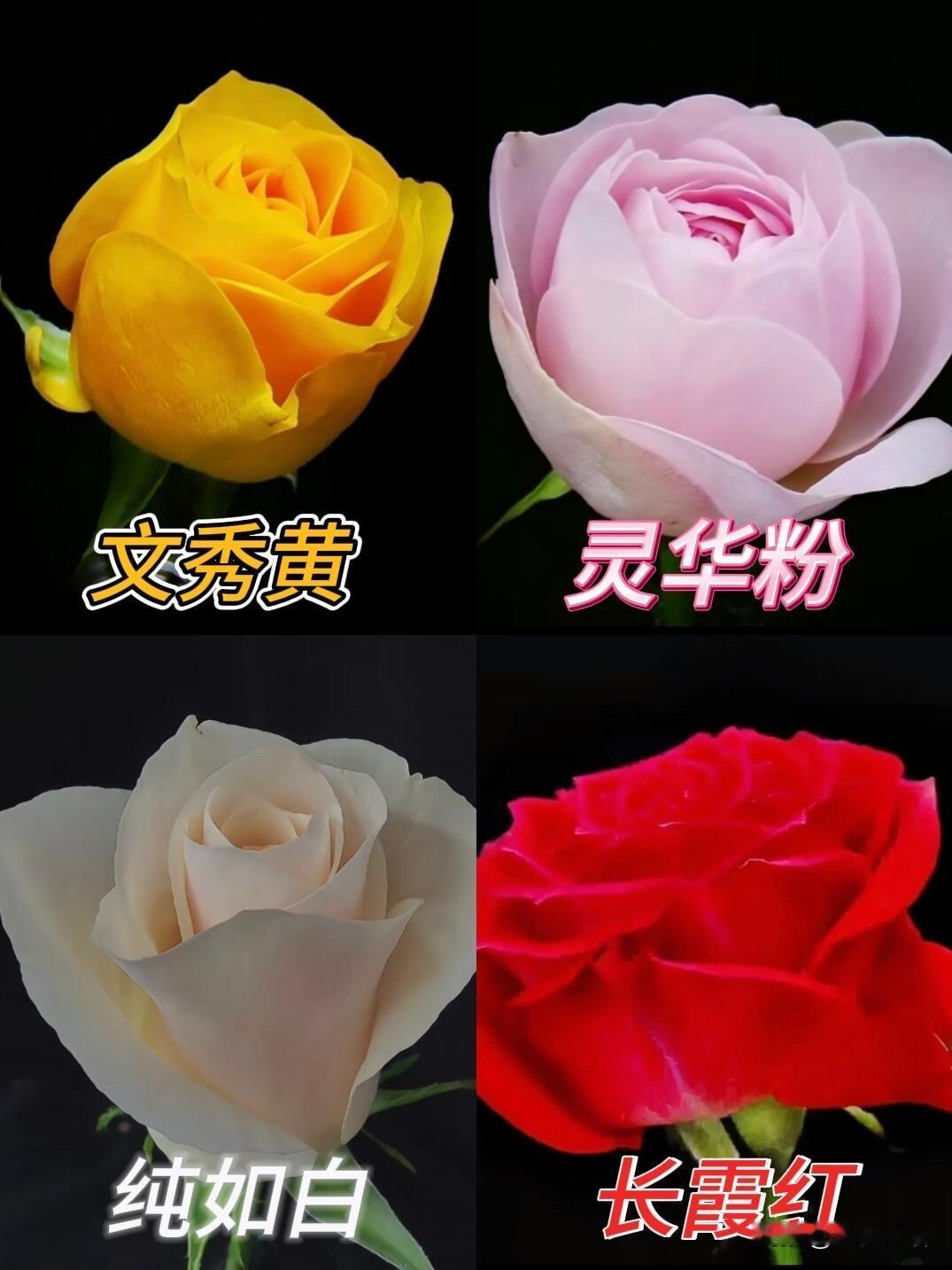 当农科院月季征名有了特殊的意义，每一次绽放都成了温柔的纪念💐这哪是给花取