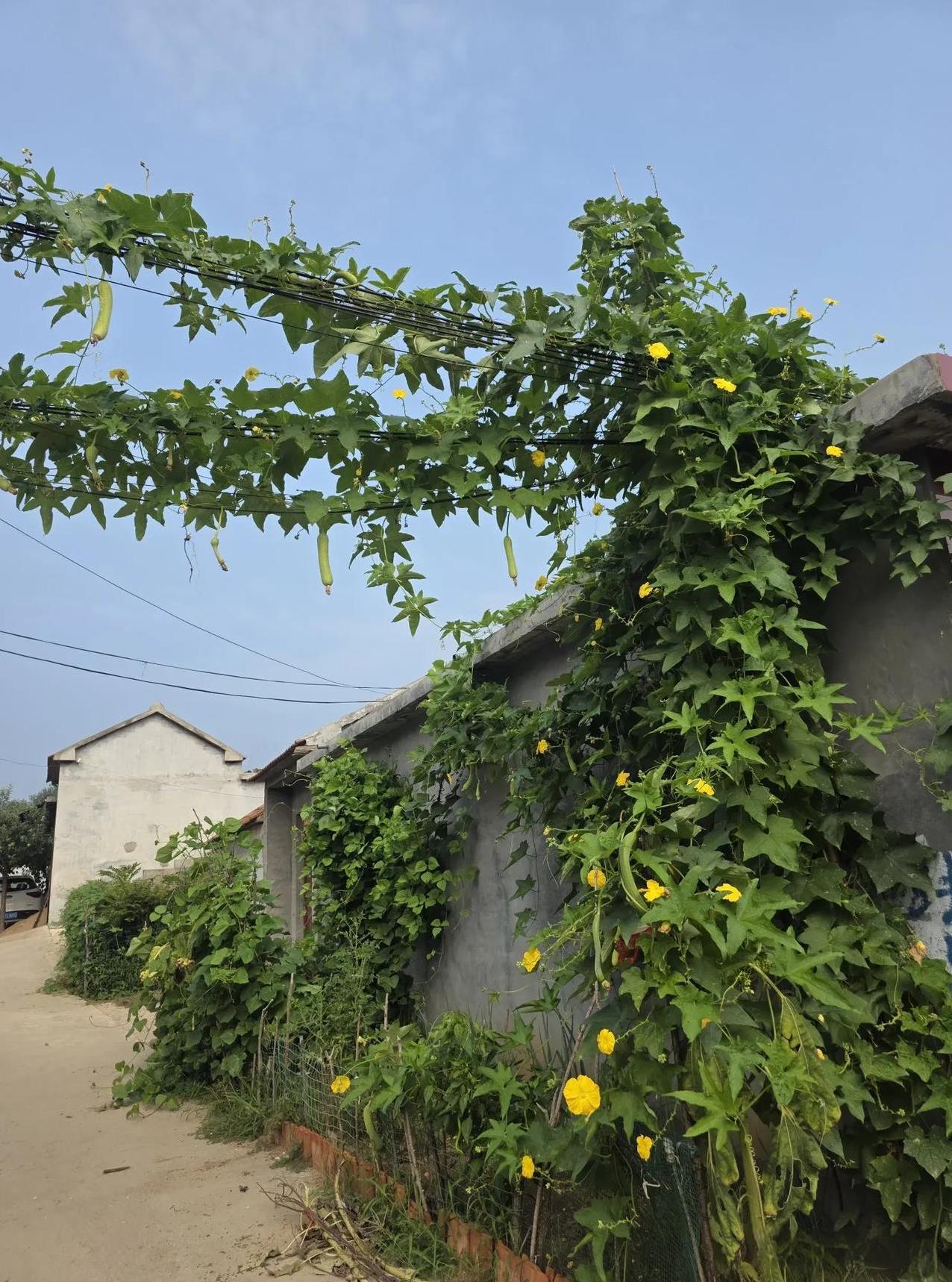 乡村叙事：房前屋后的小菜园……这个时候，正是村里蔬菜丰盈的时候，别说家家户户菜