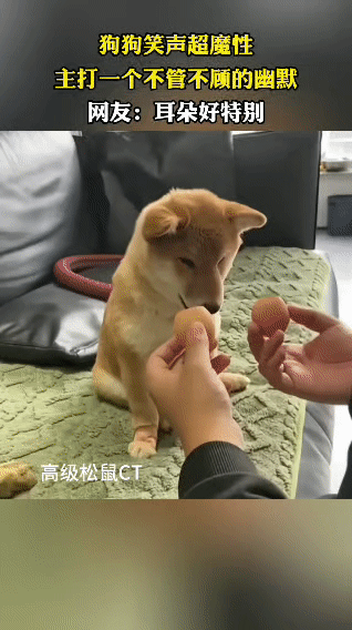 铲屎官给柴柴整了个奇葩造型，居然把鸡蛋壳粘在狗子耳朵位置当“新耳朵”，柴柴一脸生
