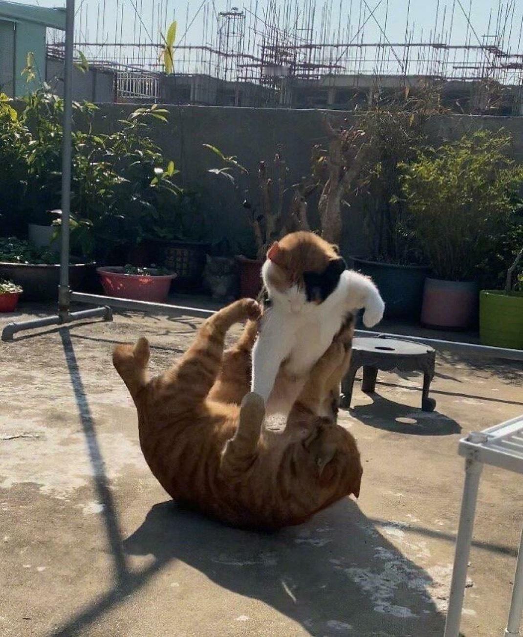 吃我一拳​​​