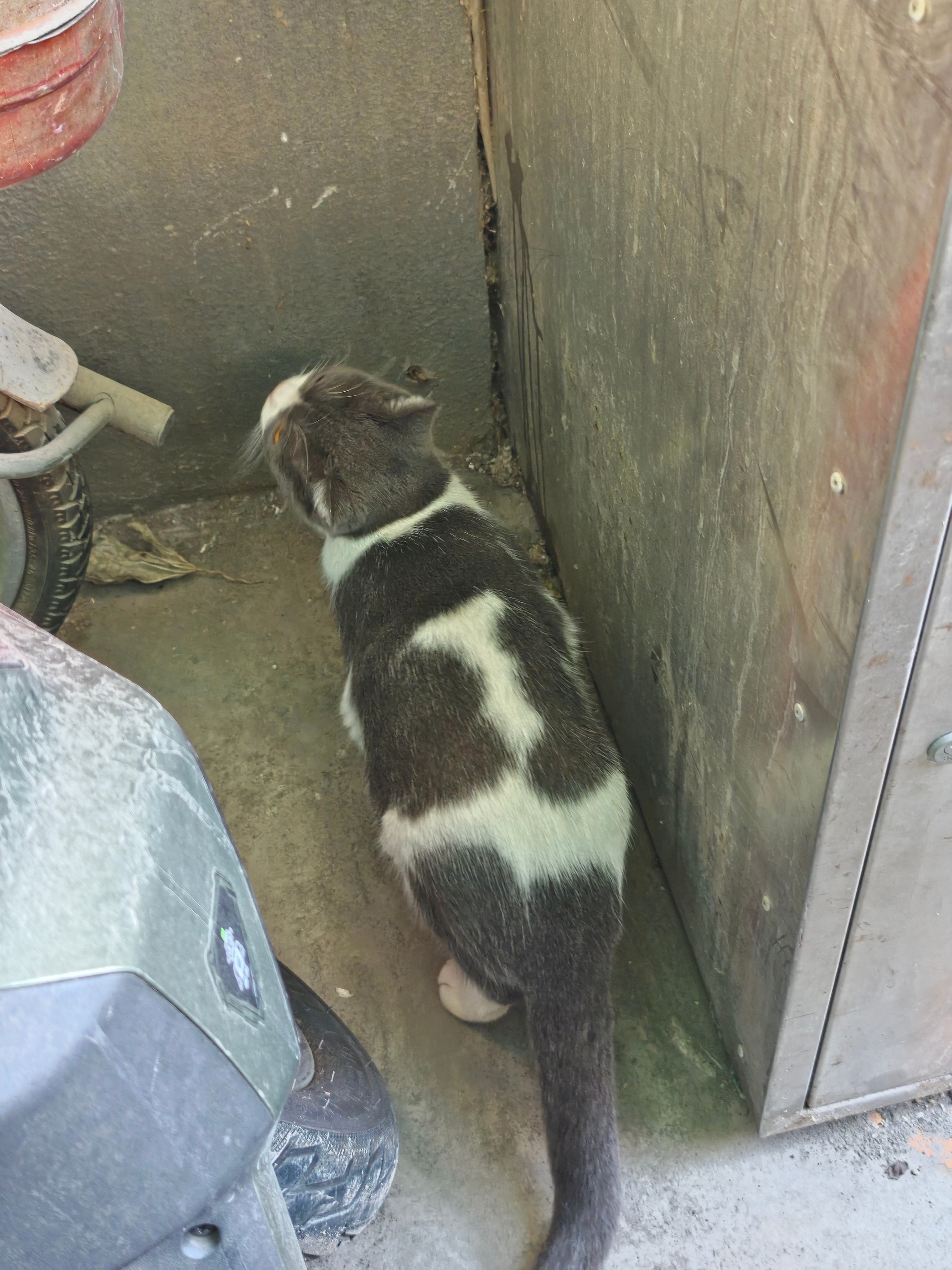 车边看到一只小野猫，估计就是它经常趴在我车座上。我问喵喵会不会抓老鼠，它不理我撒