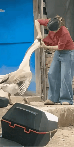 鹅是看家好手，尤其晚上，比狗还机灵！