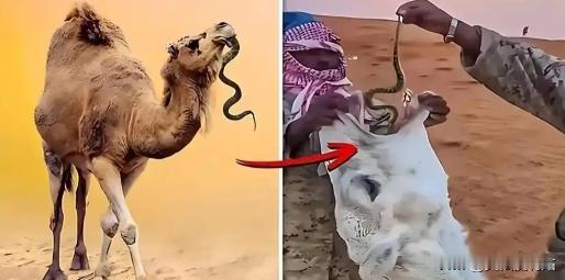为什么要喂骆驼吃毒蛇？一位50多岁的新疆牧民告诉我，大部分人都不知道，阿拉伯人会