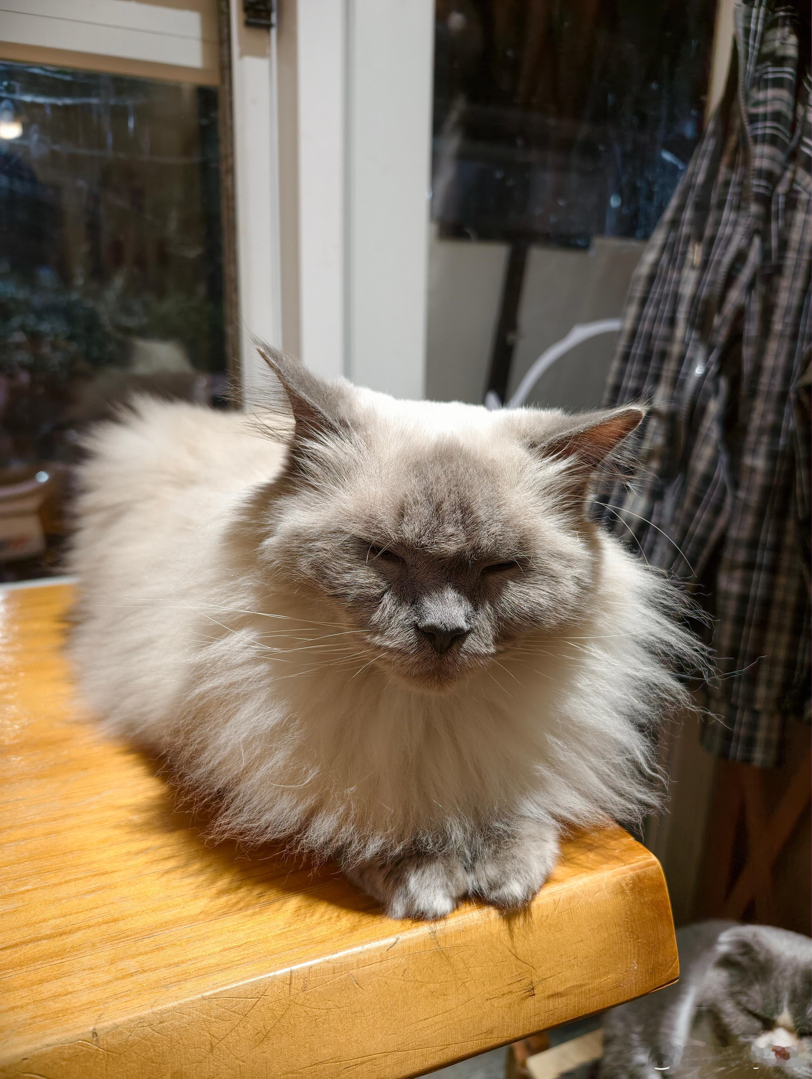 为什么每只猫在镜头前都是这么嫌弃？镜头移过去眼睛都眯上了​​​