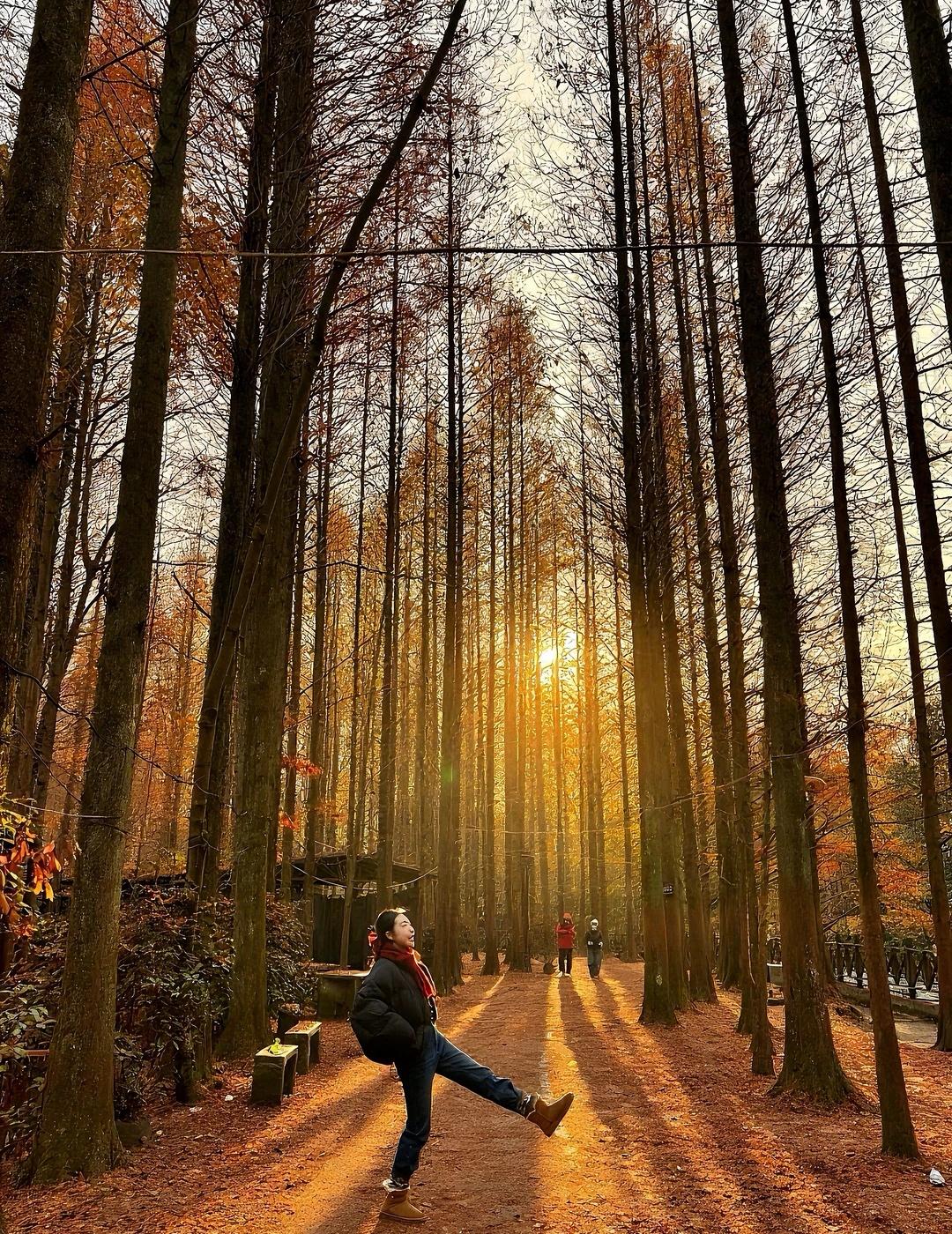 成都周边！冬天的红杉林美哭了！成都周边1h又发现了一个宝藏地儿～不仅可以徒步