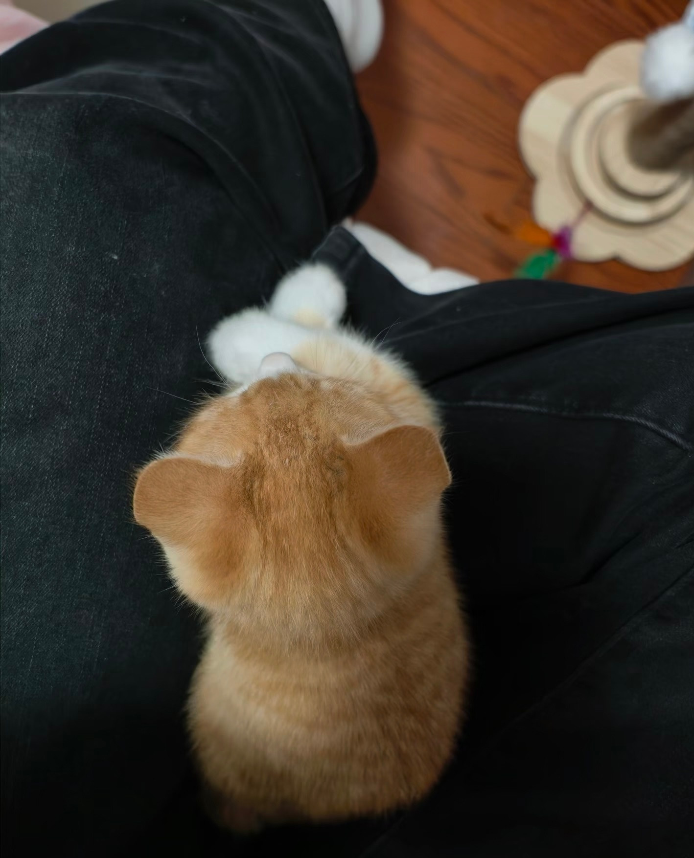 乖乖叠手手的猫猫