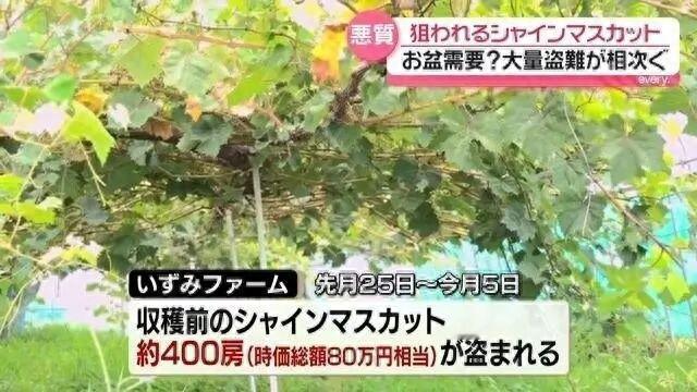 “太离谱！”日本多地果园出现葡萄被盗案件，没等任何警方通报，大批日本网民就跟风揣