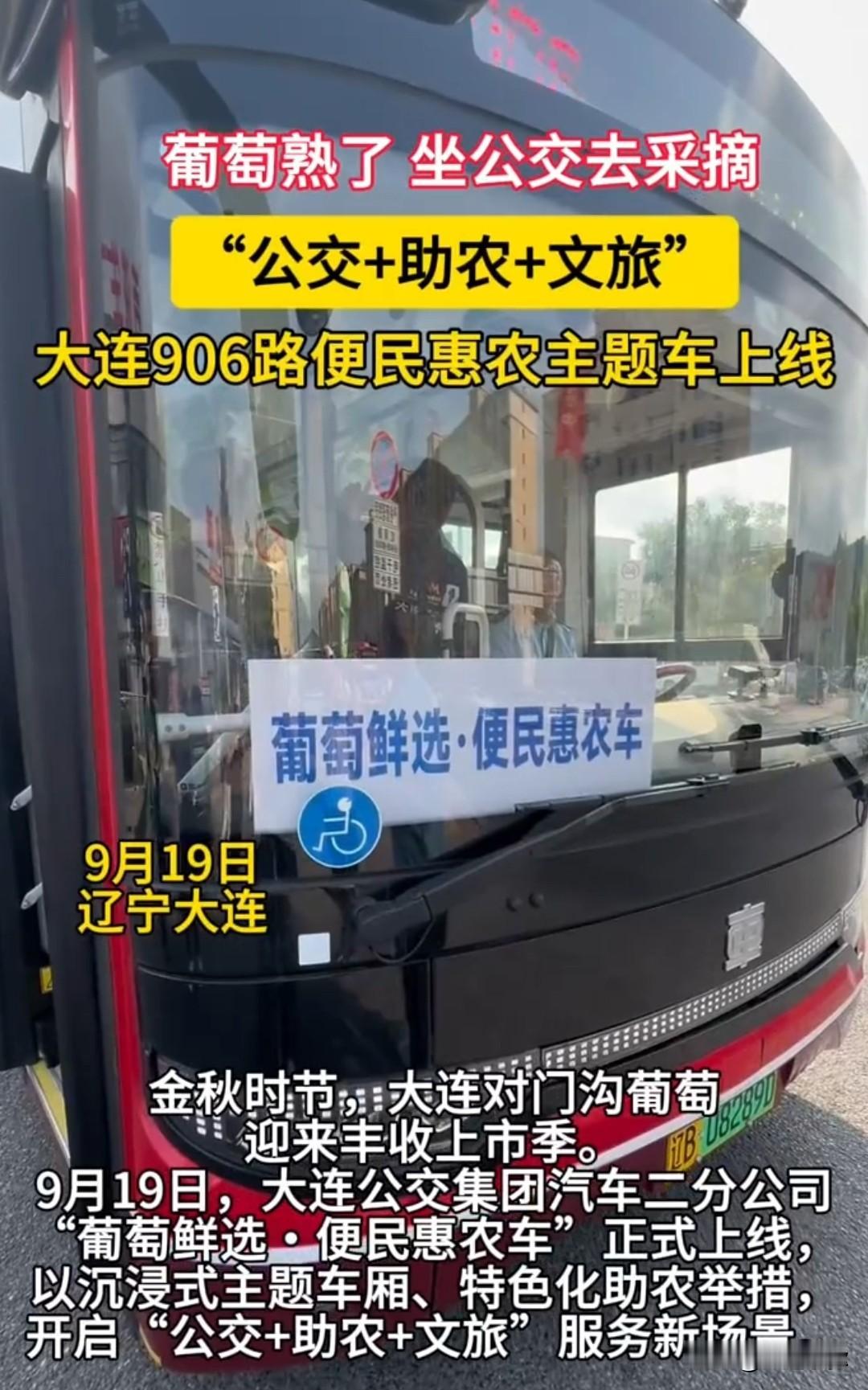 坐着公交摘葡萄！大连906路惠农主题公交车上线，直达对门沟葡萄园🍇金秋时节，