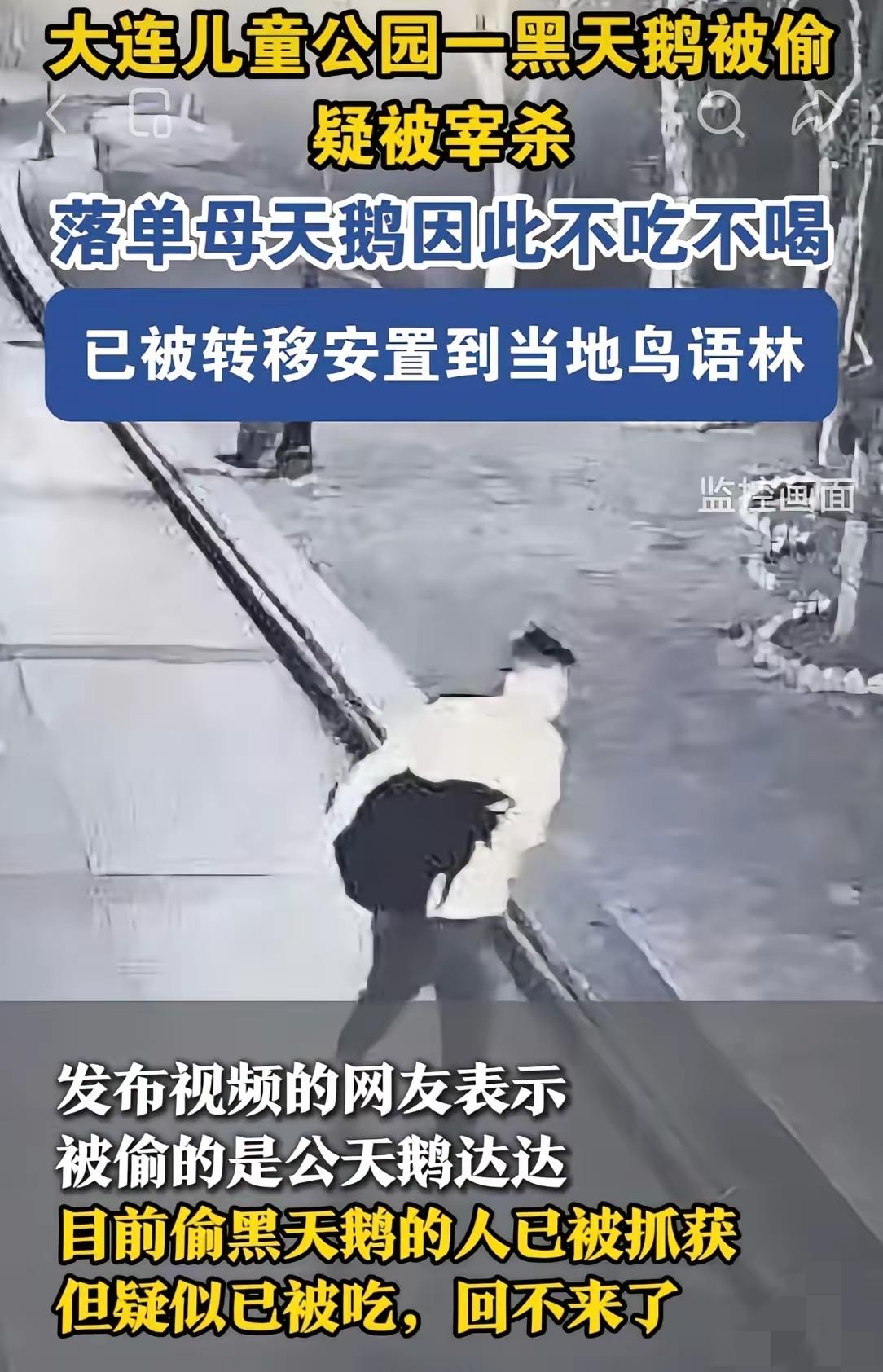 大连那个偷吃动物园黑天鹅的人，抓着了。结果一查，他不光偷了一只黑天鹅，还顺手牵