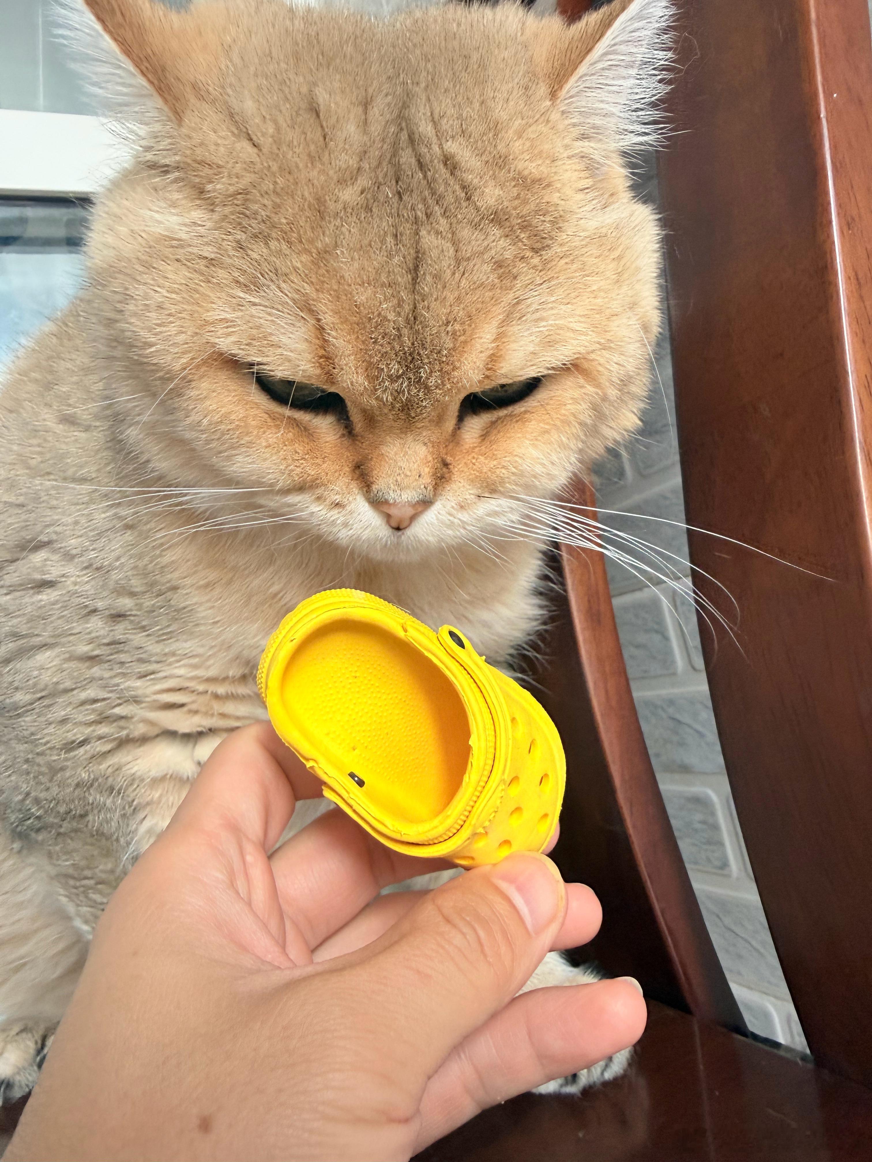 这孩子主打一个孝顺，自己穿上我的鞋，转头把猫咪的小鞋塞给我穿😂萌宠猫咪中秋月圆