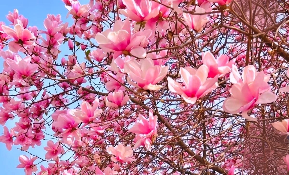 蓝天下的花，正开得热热闹闹。没有一片叶子来抢镜，光秃秃的枝桠上，粉白的花瓣