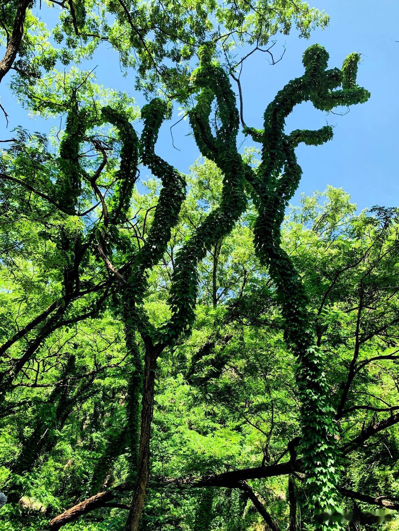 避开人流熙攘的主登山道，选择东御道徒步上山，才读懂泰山藏在深谷里的温柔。拾级