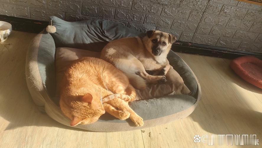 #猫狗日常#我家狗今天和邻居家的猫隔门对骂了一下午。一个汪汪汪，一个喵喵喵，我坐在中间看戏。这大概就