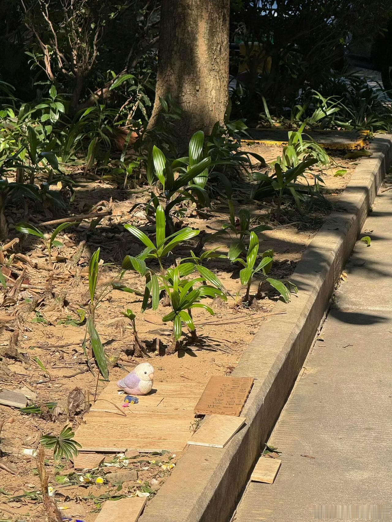 被这个世界温柔到了！小孩精心喂养的小鸡死掉了，伤心之余，他把小鸡埋葬在了花园，