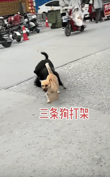 两条黑狗在街上打架。黄狗：你俩打架能不能先把我放开啊。黑狗：你小子不厚道，居