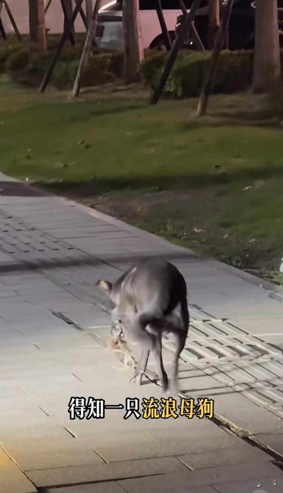 太可怜了！这天夜里一位小姐姐去公园散步，结果看到一只可怜的流浪母狗一瘸一拐的走着