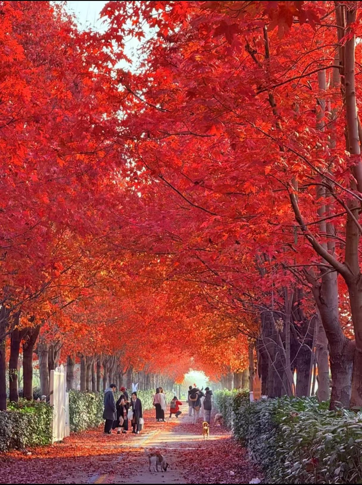 苏州赏枫可不只有天平山。天平山作为“中国四大赏枫胜地”，有120多棵树龄420余