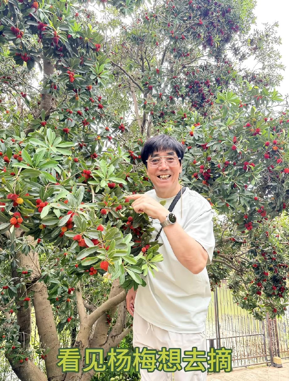 62岁的“邢捕头”范明家的这棵杨梅树看着是真喜人，他算是被他老婆宠成宝了，家住南