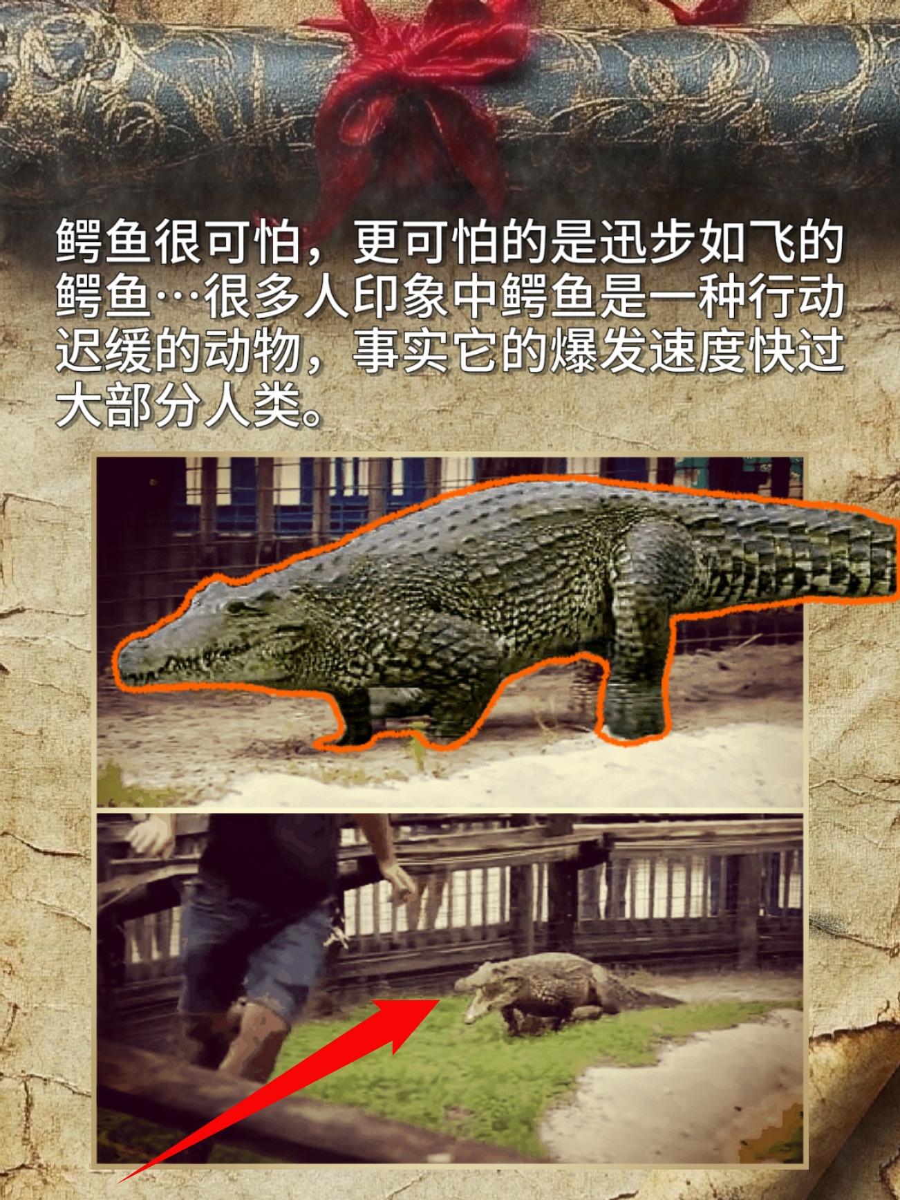 鳄鱼很可怕，更可怕的是迅步如飞的鳄鱼…很多人印象中鳄鱼是一种行动迟缓的...