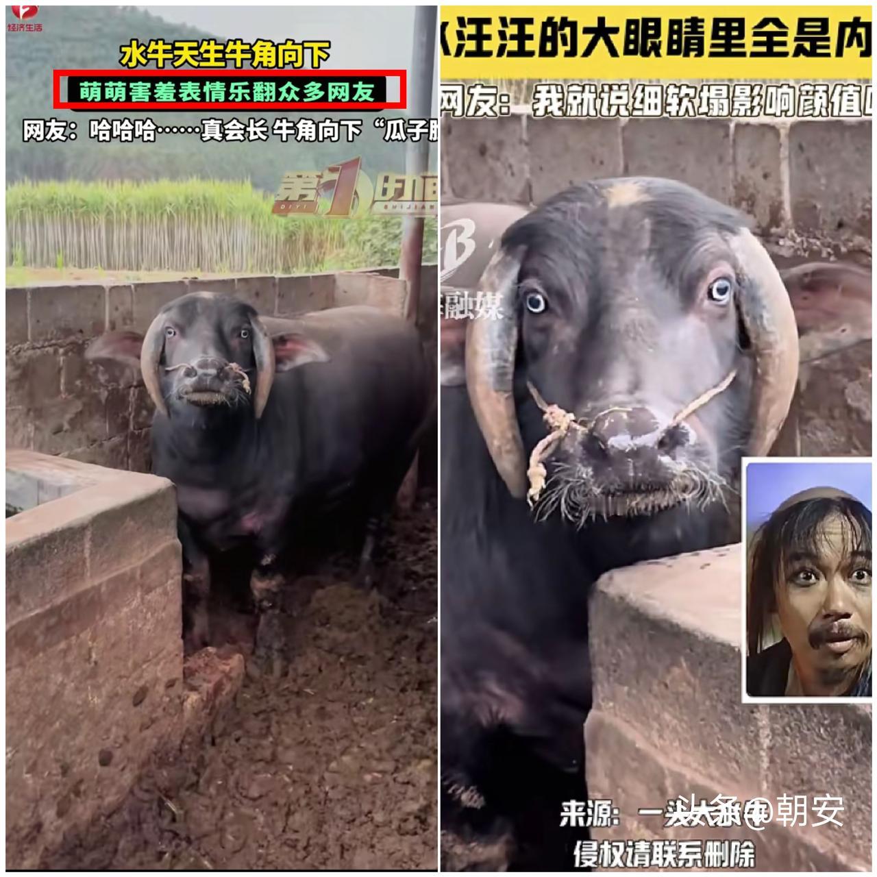 太新奇了！广西来宾一头牛凭“双马尾”牛角走红，远看像扎了小辫子，直接瘦出瓜子