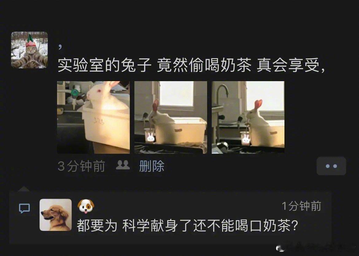 实验室偷喝奶茶的兔子！
