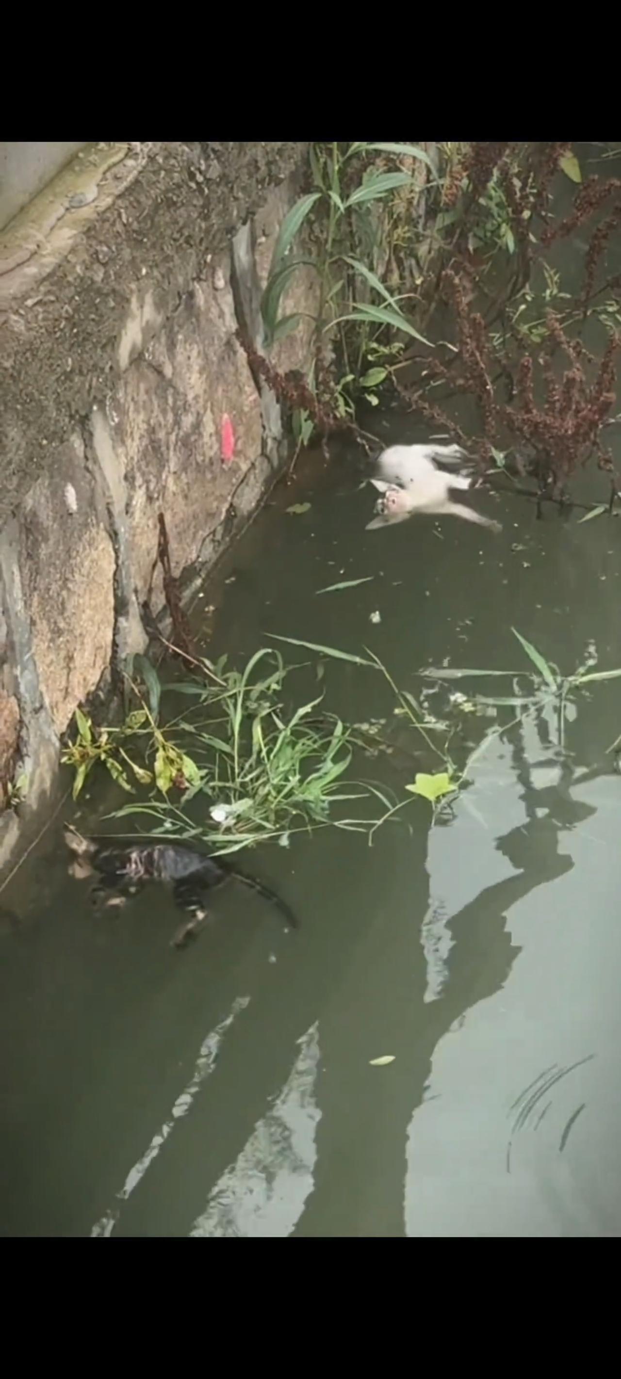 眼前的画面太让人感到意外和难过了，在一处景区附近的湖水旁边，竟然发生了一件让所有