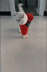 憋瞅了我家主人是个sho(三声)子