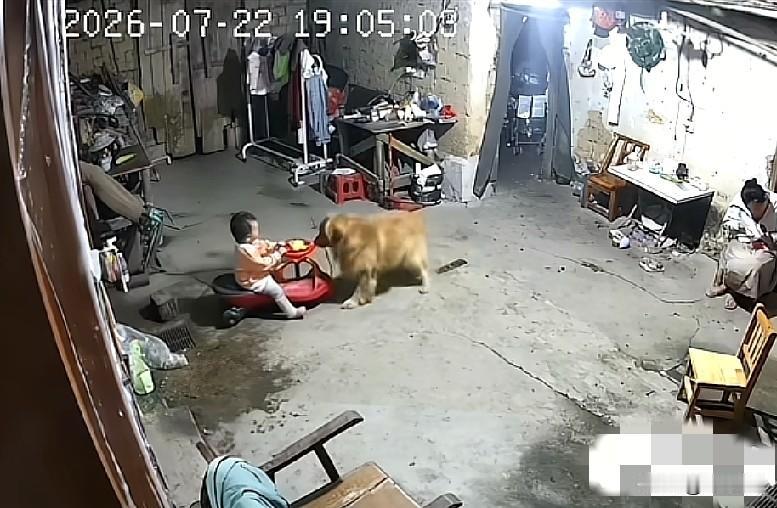 近日，广东河源，宝宝坐在童车上和小狗在屋里玩耍时，小狗突然用嘴拽着童车的绳子，将