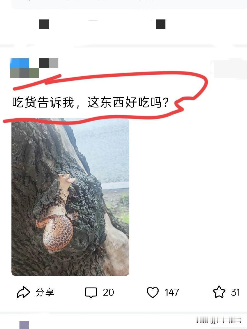 树上的大蘑菇，能吃吗？