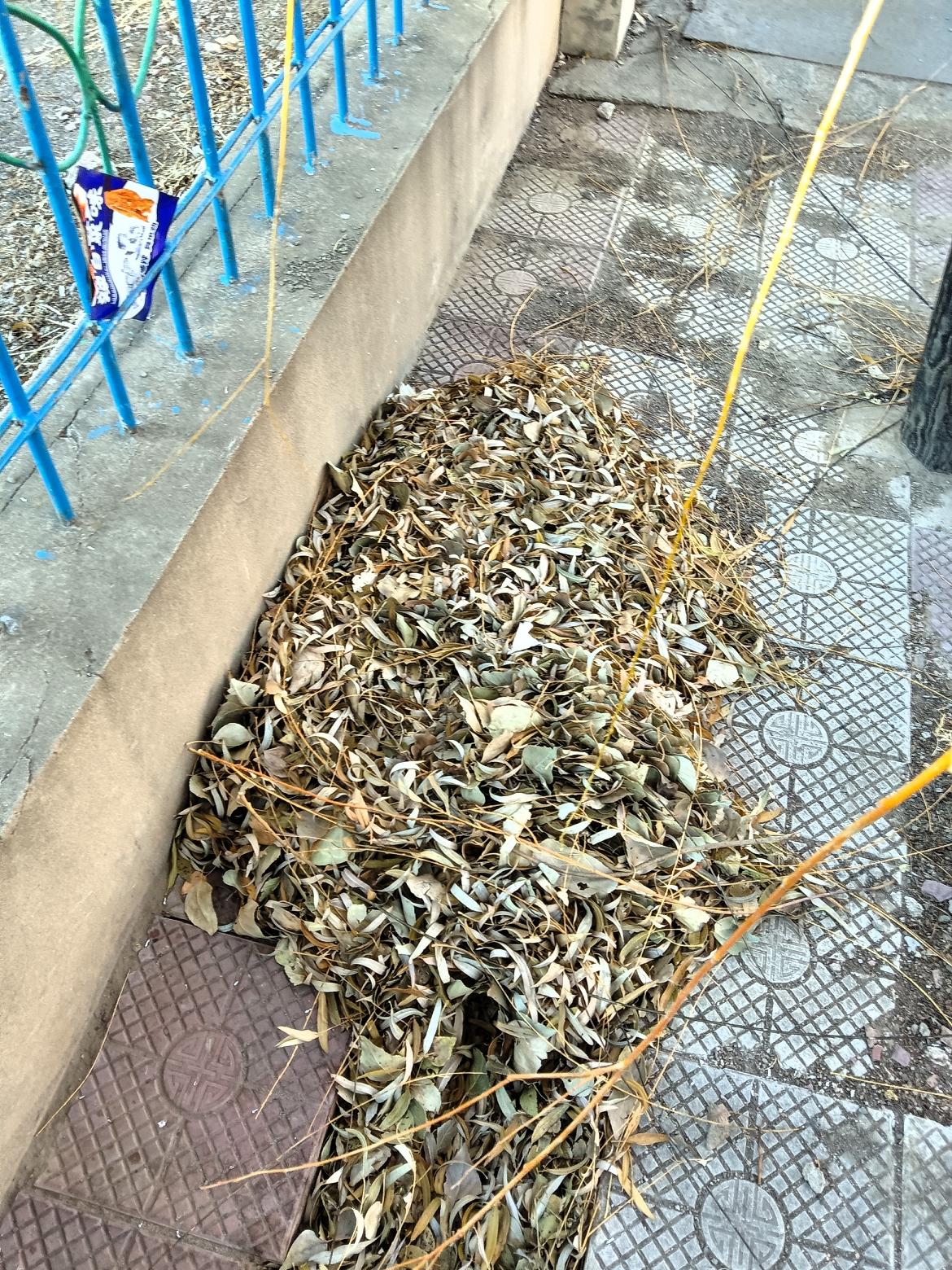 秋日落叶铺满小道，静谧而美丽。