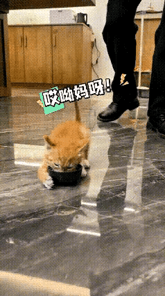 收养了一只流浪小猫崽，听懂猫的说小猫不能喂牛奶，要喂羊奶。于是买了羊奶倒在碗里给