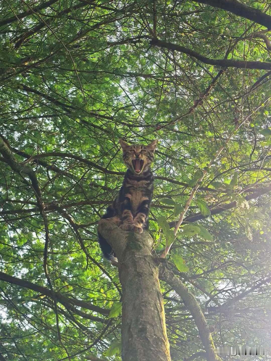 晒出你家的狸花猫这只狸花猫还是非常可爱的，放荡不羁，六斤体重五斤反骨[捂脸哭]