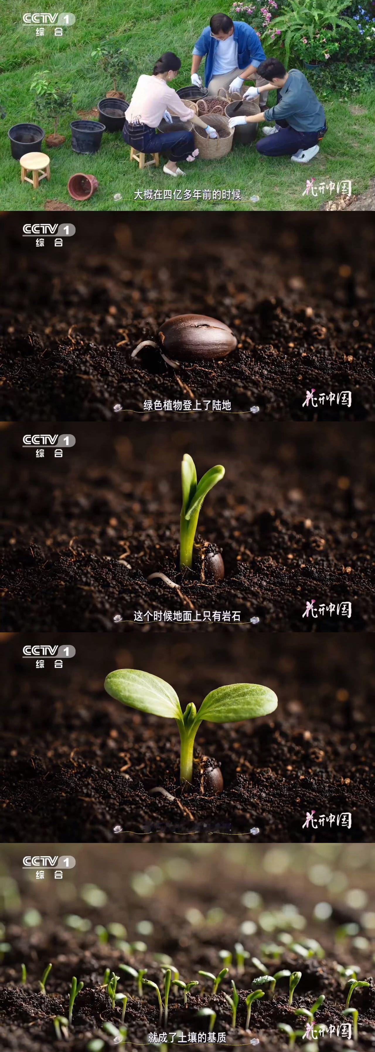 早期地球满是岩石，地衣苔藓等先驱植物历经亿年，将岩石风化为母质、积累有机质，孕育