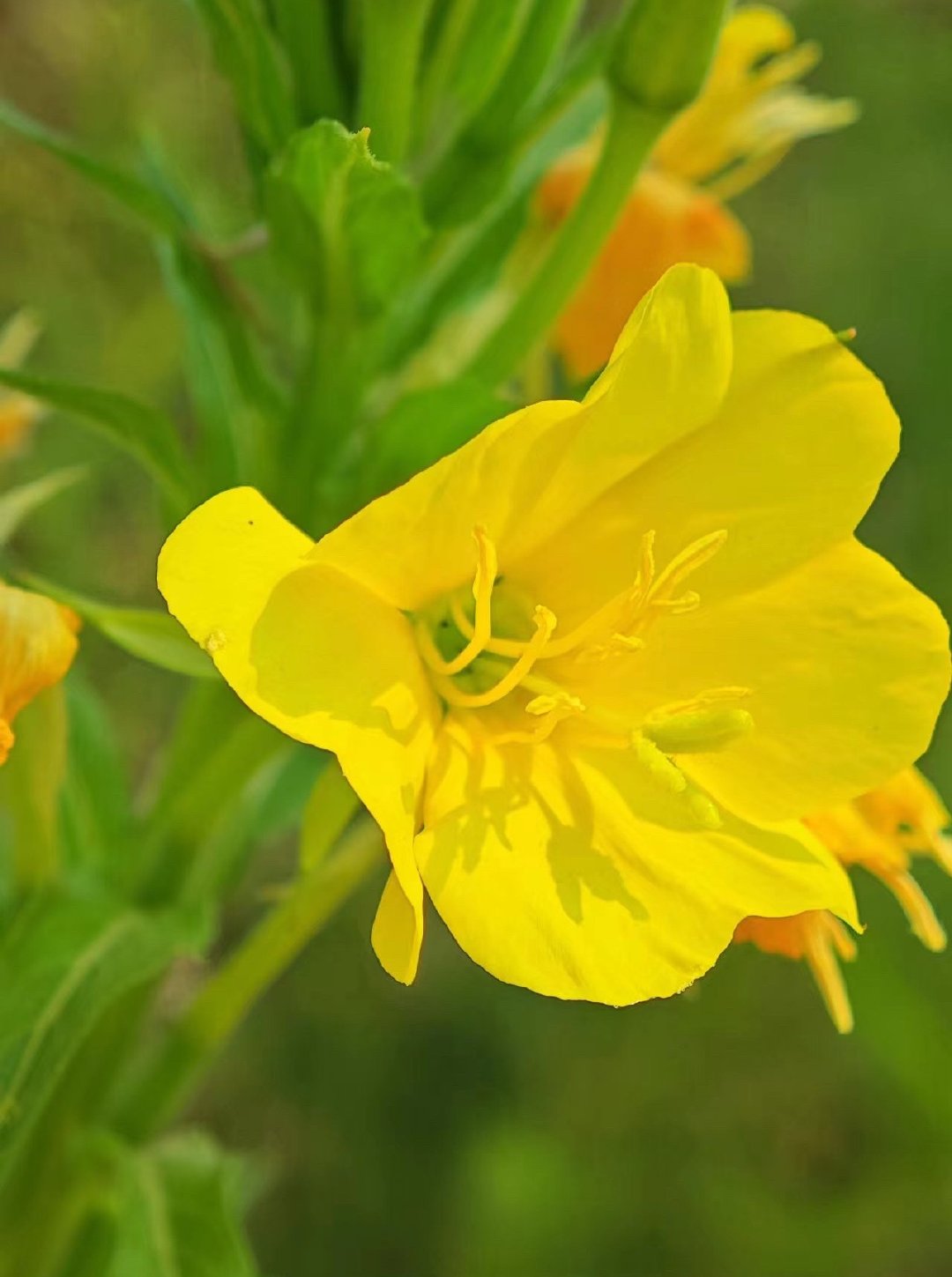 ‎种植月见草很好养，核心是多晒太阳、少浇水，春秋播种均可。它耐旱怕涝，只要土