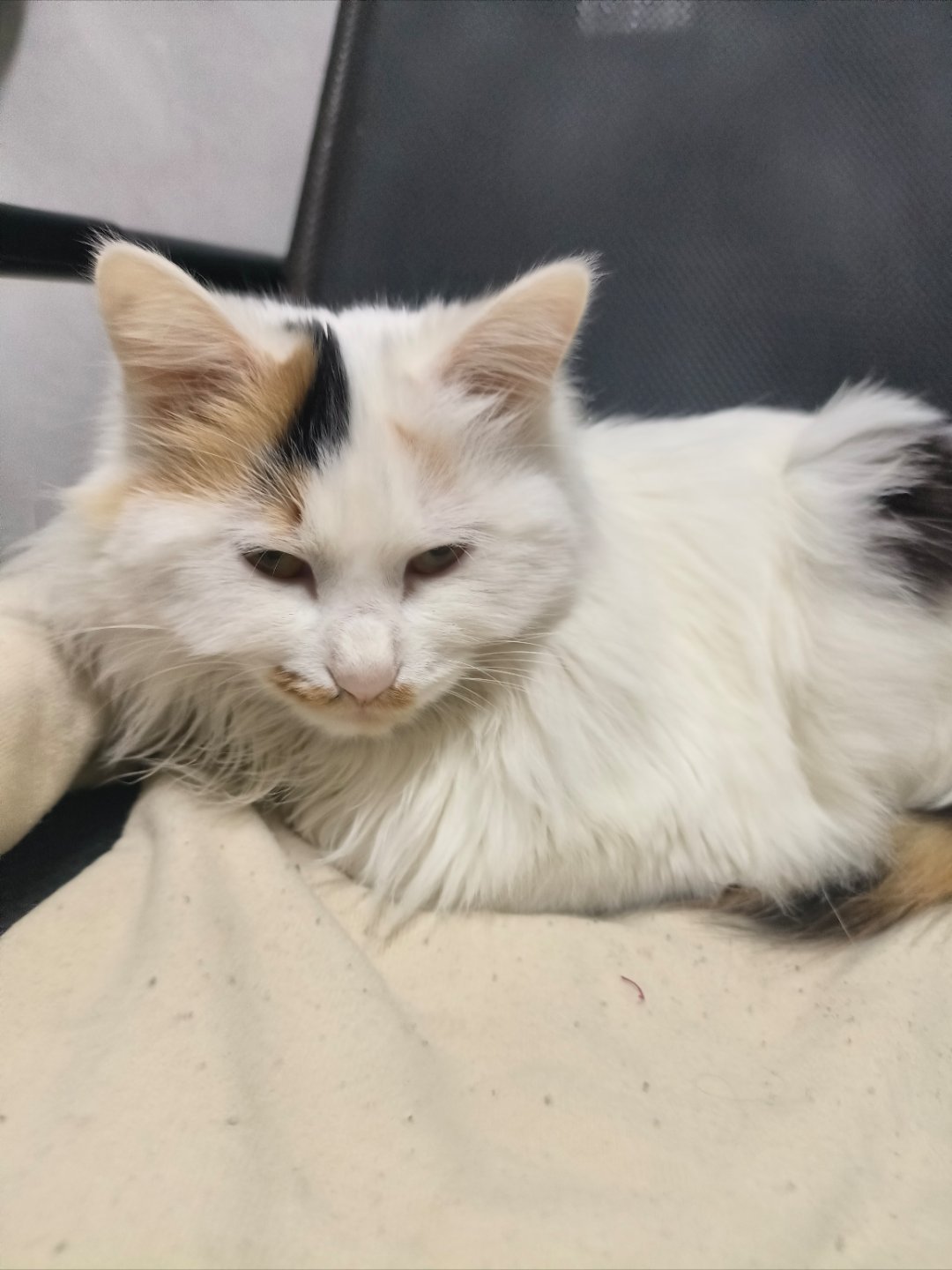 看看我下班回家，我家猫在干啥。我一打开门，就在门口等我，我去厕所也来😓，我今天