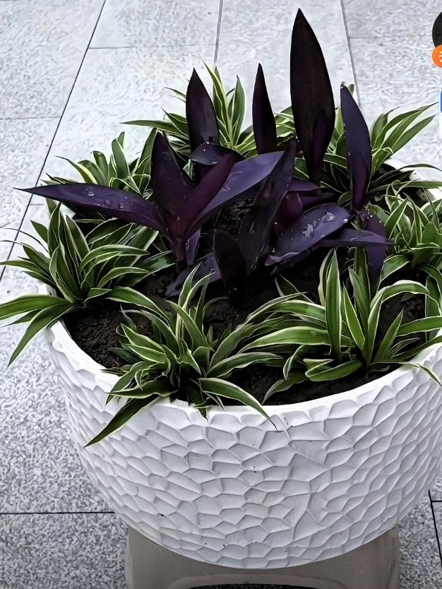 爱养花的朋友们，在花盆里，这样拼花美不美？