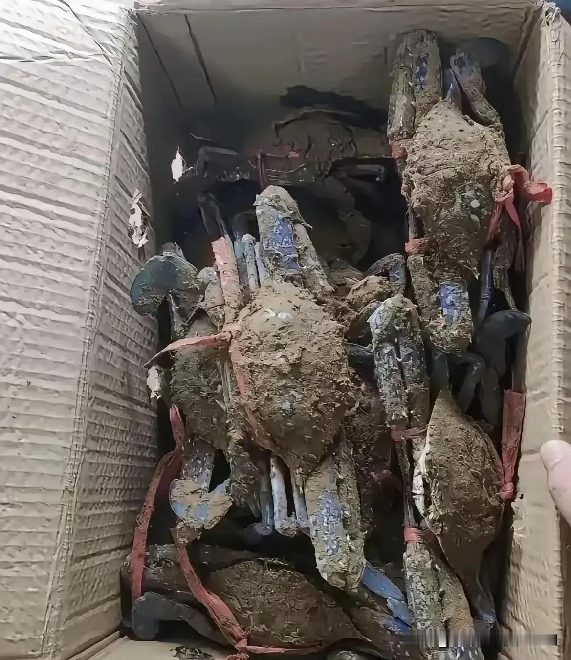 中秋节一位在海边的朋友给我寄了一箱海鲜，兴奋的给我打电话说让我尝尝鲜。收到箱子满