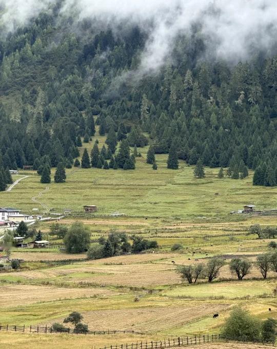 鲁朗因怒江七十二拐大堵车，偶然入住鲁朗扎西岗村绝美名宿！住在村里去鲁朗高山牧场