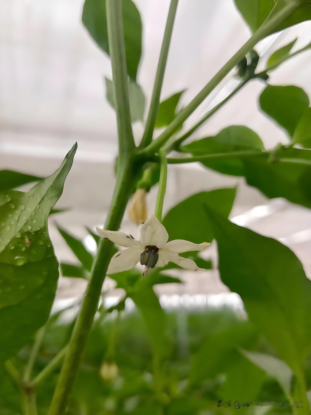 种辣椒，第一个门椒门花到底该不该留？这样做结果多到吃不完！家庭种辣椒时，不