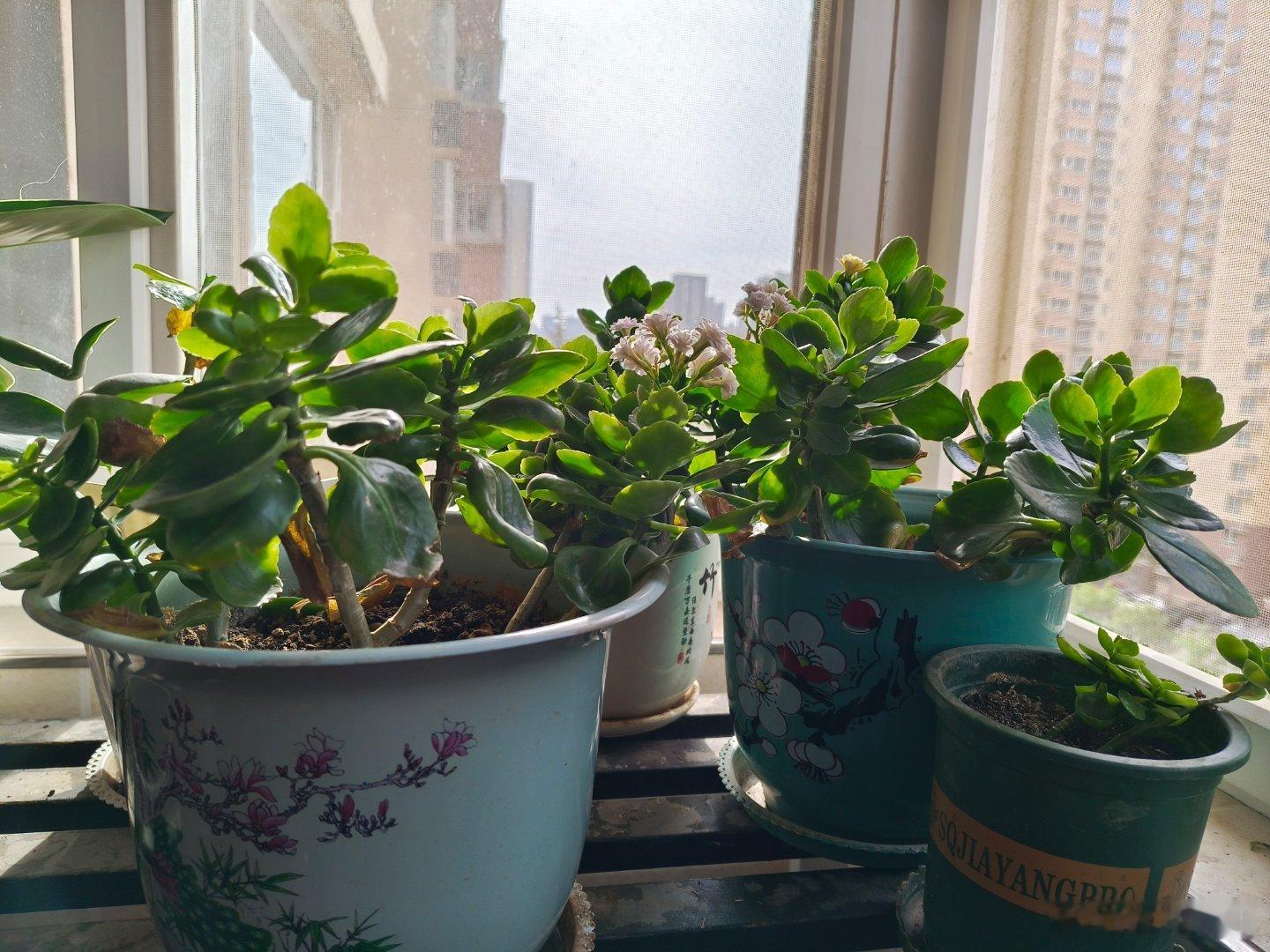 随手拍开了三个多月的长寿花刚刚卸去美丽，花团锦簇的花朵仿佛完成了它的历史使命，温