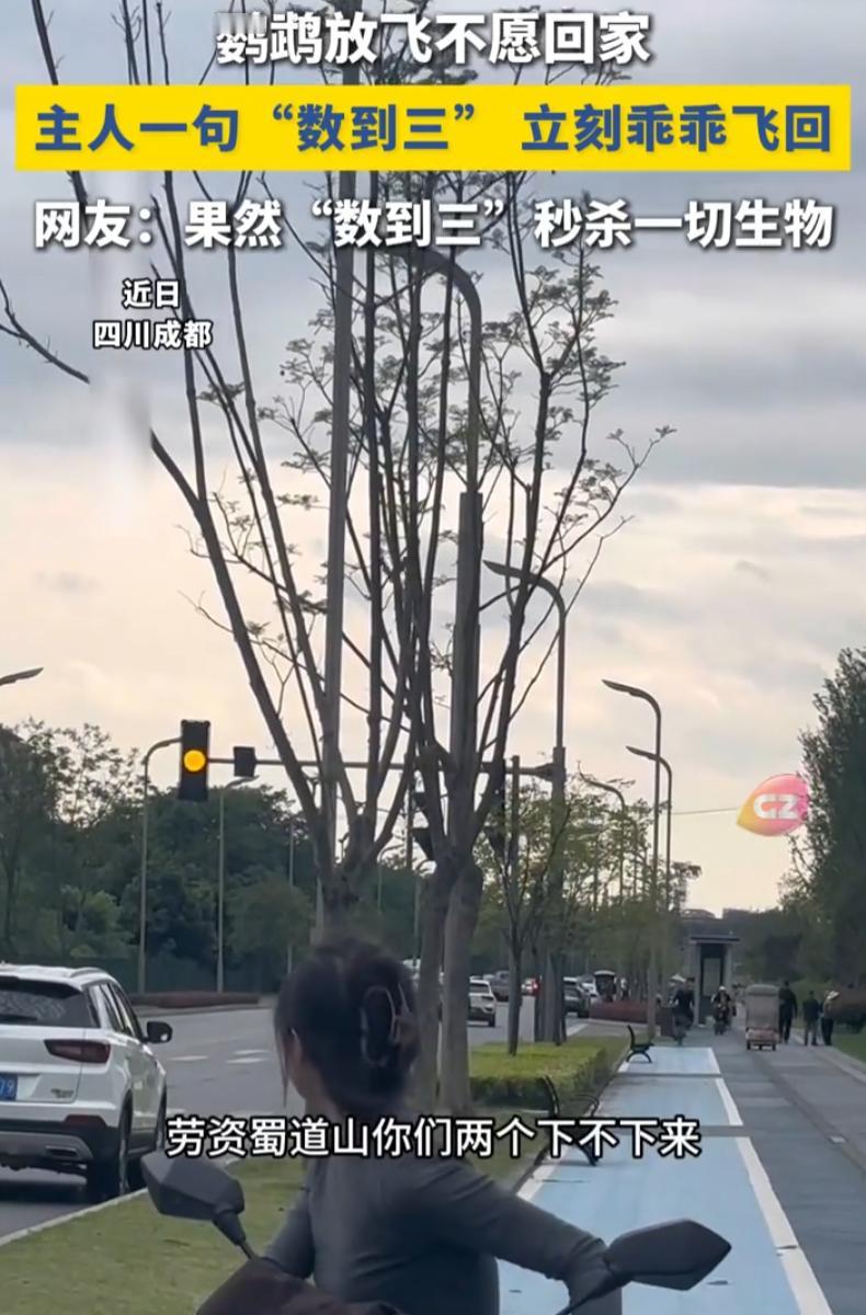 这下解释不清了！四川成都，女子外出遛鸟，靠一句“劳资数到三”，硬是把两只飞上树