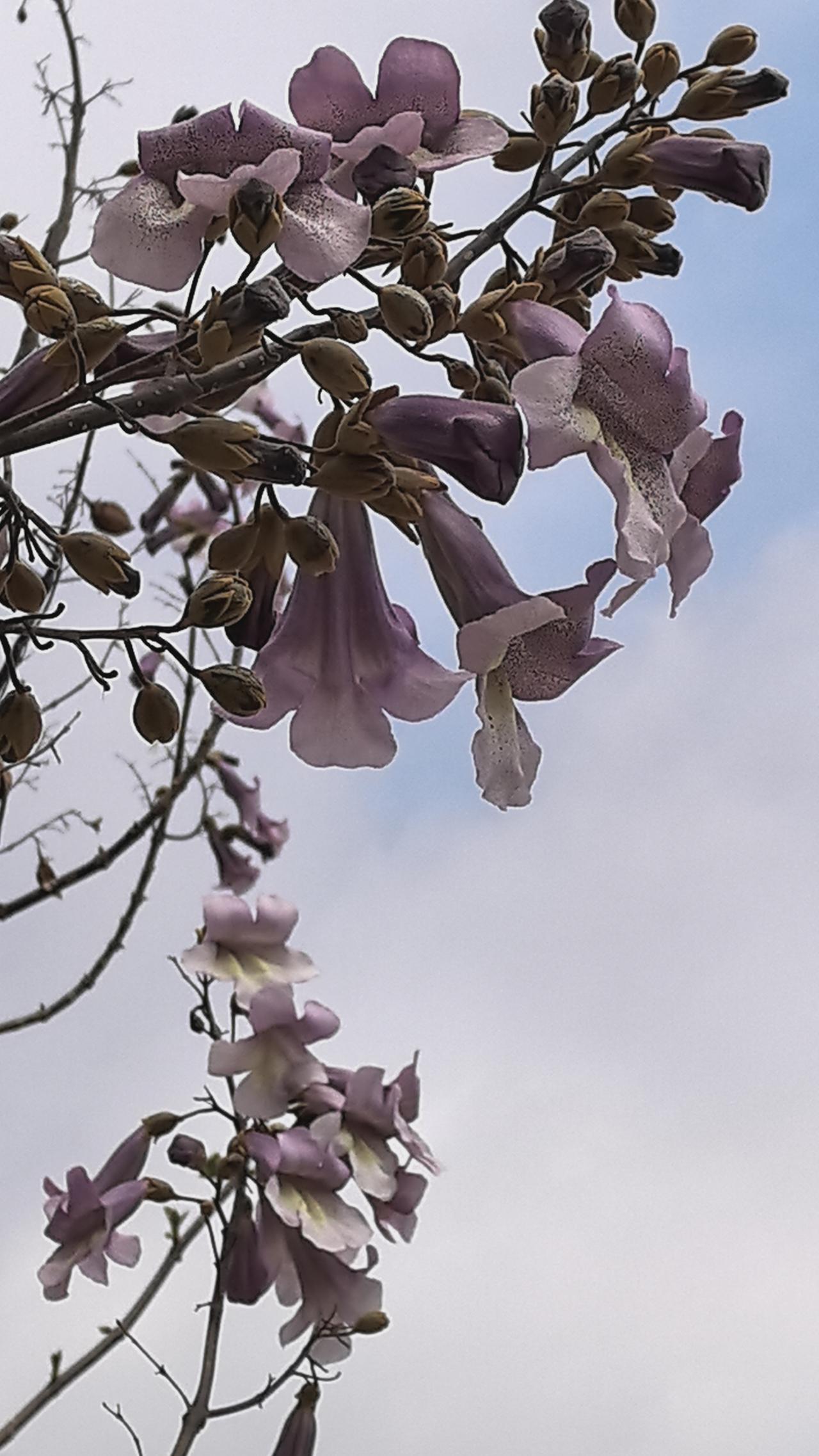 世界人口过亿的国家排名：1.菲律宾……约1.15亿2.日本……约1.2