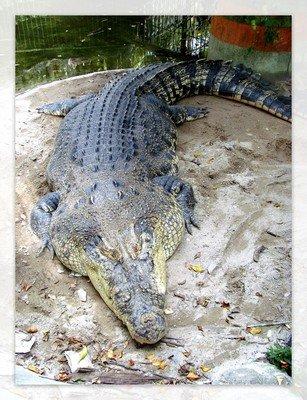 为什么养鳄鱼的人，总要赶鳄鱼下水呢？ 最近刷到养殖鳄鱼的视频，发现饲养员总会