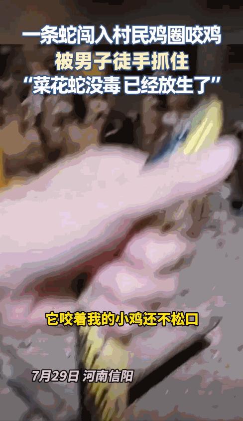 “胆子真大！”7月29日，河南信阳，一男子听到自家鸡圈传来骚动，以为是鸡打架了，