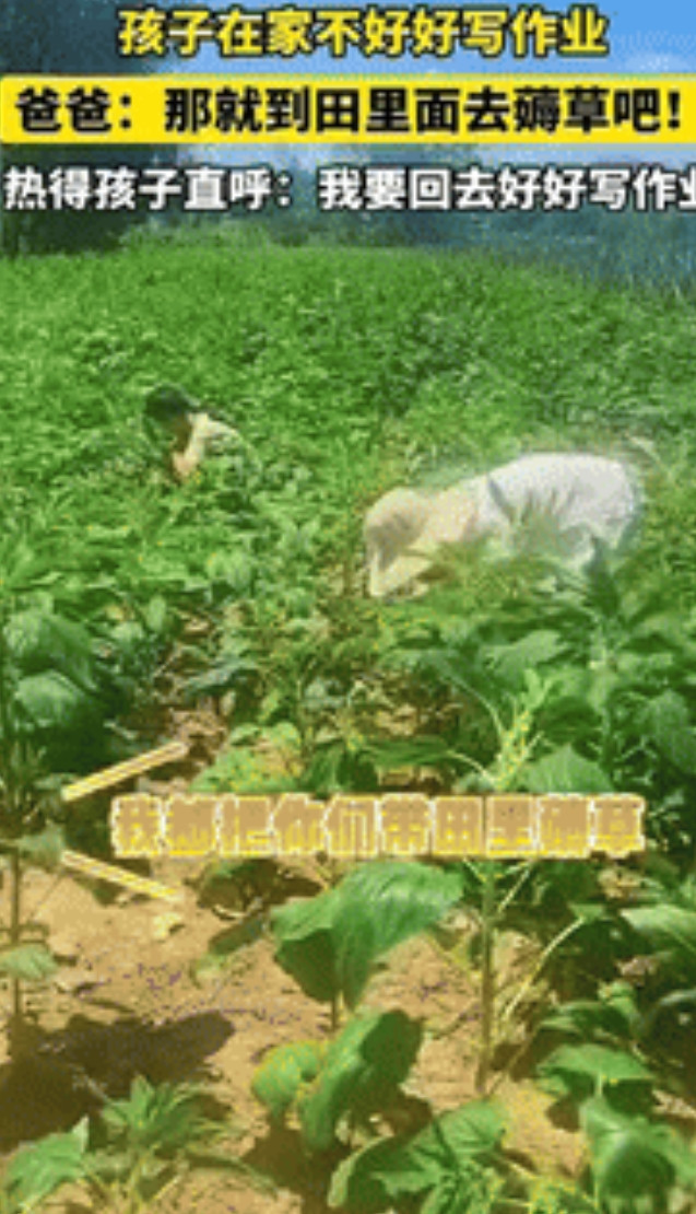 “这下后悔了吧！”安徽阜阳，一男子因孩子在家不好好写作业，将其带到田里薅草，不料