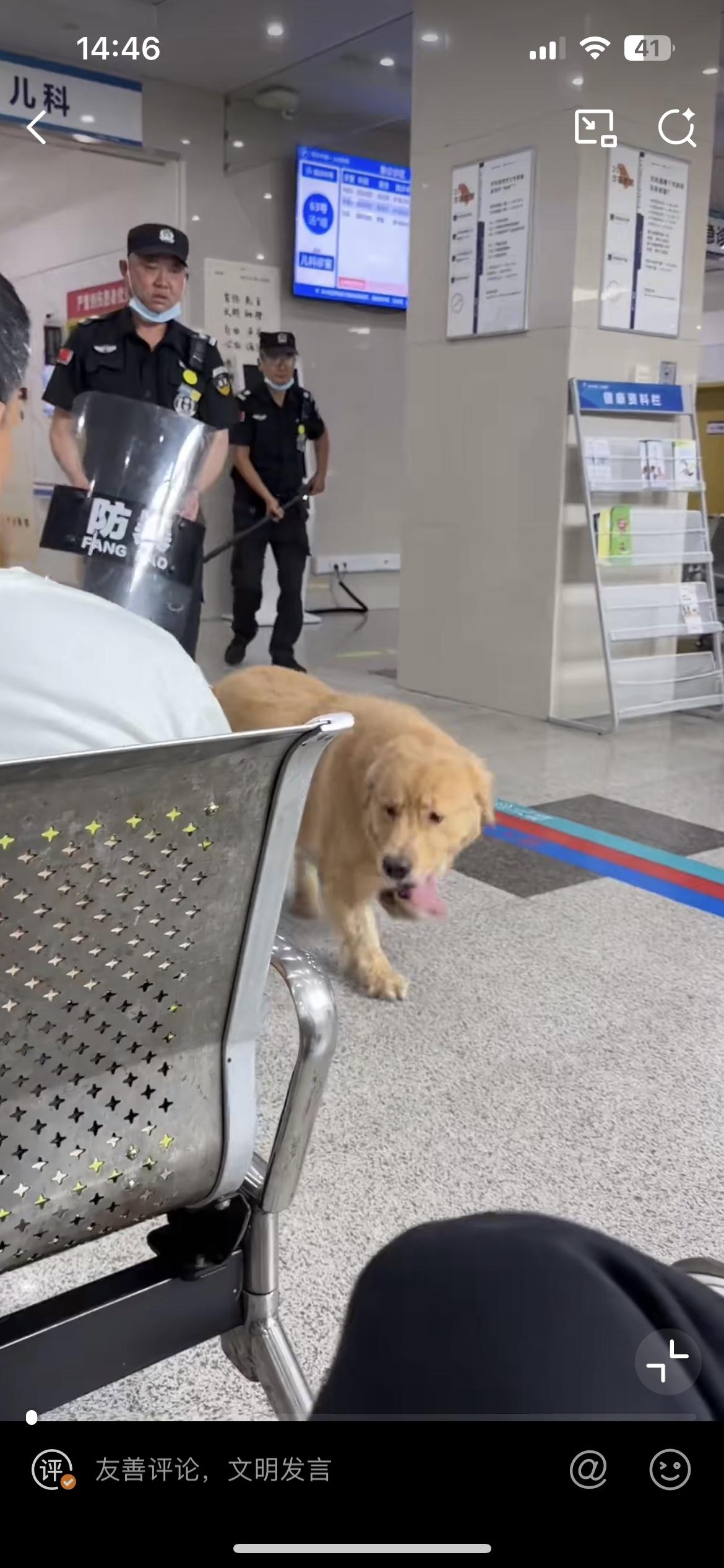 网友在浙江桐乡人民医院看病，惊现一只在医院走廊乱窜的金毛犬，不知道是流浪狗还是从
