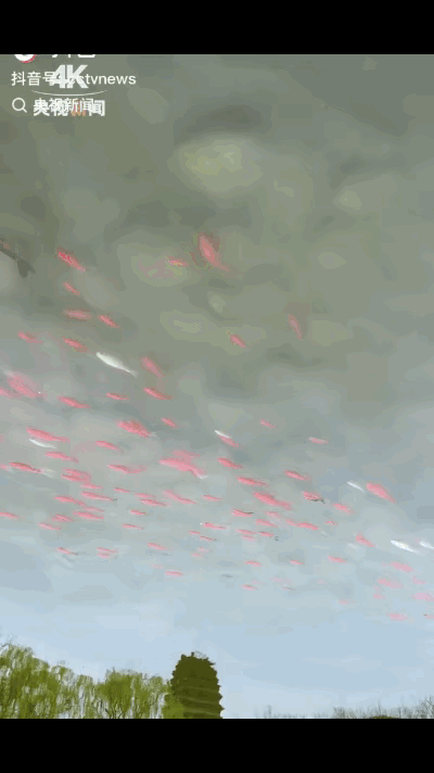 “没想到火到央视了！”近日，西安一网友原本只是想记录古塔的沧桑，却意外拍到几尾色